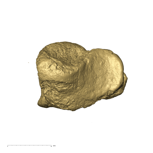 KB3133 Paranthropus robustus left cuboid anterior