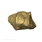 KB3133 Paranthropus robustus left cuboid lateral