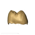KB5063 Paranthropus robustus URM1 distal
