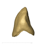 KB5163 Paranthropus robustus LRC mesial