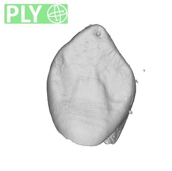 KB5163 Paranthropus robustus LRC ply