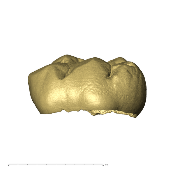 KB5223 Paranthropus robustus LLDM2 buccal