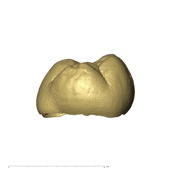 KB5223 Paranthropus robustus LLDM2 distal