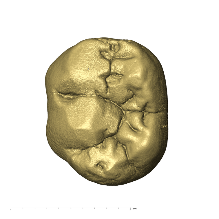 KB5223 Paranthropus robustus LLDM2 occlusal