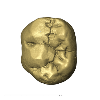 KB5223 Paranthropus robustus LLDM2 occlusal