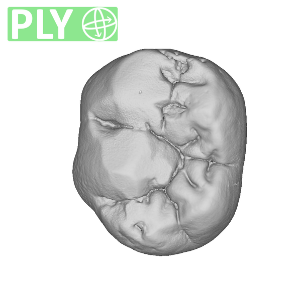 KB5223 Paranthropus robustus LLDM2 ply