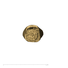 KB5223 Paranthropus robustus LRI1 apical