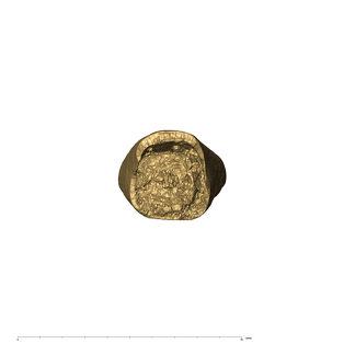 KB5223 Paranthropus robustus LRI1 apical