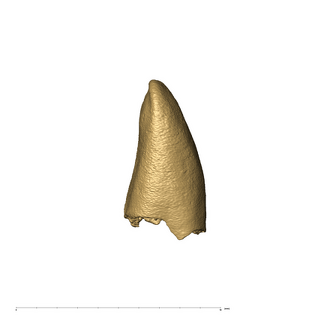 KB5223 Paranthropus robustus LRI1 distal