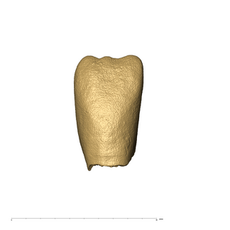 KB5223 Paranthropus robustus LRI1 labial