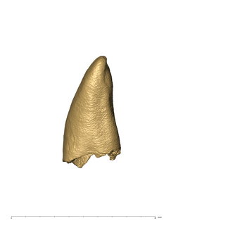 KB5223 Paranthropus robustus LRI1 mesial