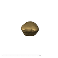 KB5223 Paranthropus robustus LRI1 occlusal
