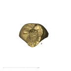 KB5389 Paranthropus robustus ULI1 apical