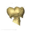 KB5503 Paranthropus robustus LRDM2 lingual