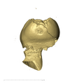 KB5503 Paranthropus robustus LRDM2 mesial