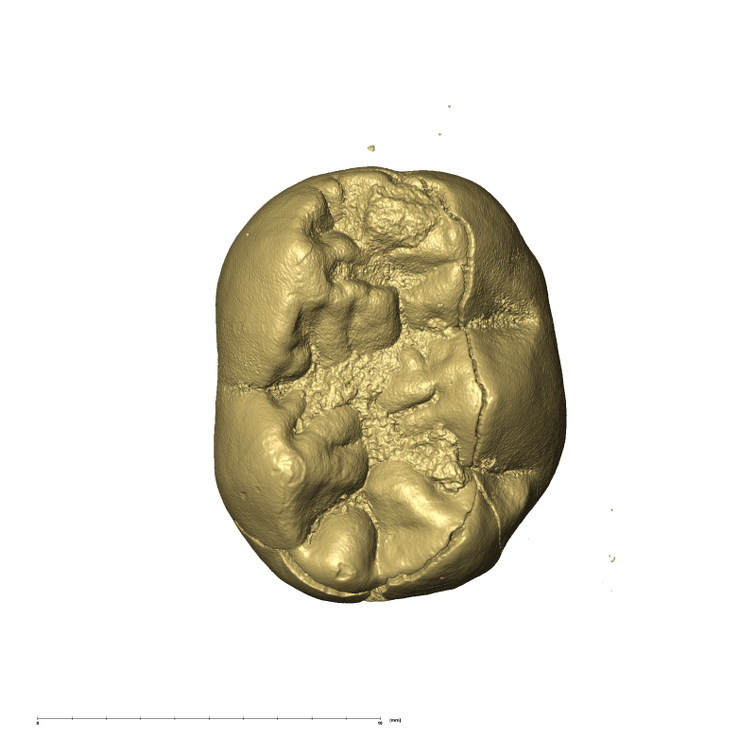 KB5503 Paranthropus robustus LRDM2 occlusal