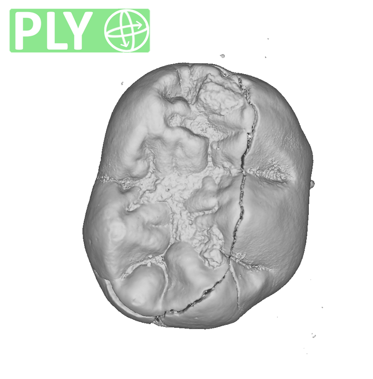 KB5503 Paranthropus robustus LRDM2 ply