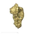 TM1517a Paranthropus robustus cranium