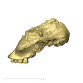 TM1517a Paranthropus robustus cranium leftside