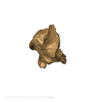 TM1517a Paranthropus robustus cranium occipital