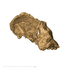 TM1517a Paranthropus robustus cranium rightside