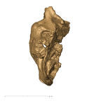 TM1517a Paranthropus robustus cranium top
