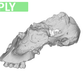 TM1517a Paranthropus robustus cranium ply