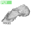 TM1517a Paranthropus robustus cranium ply