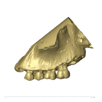 TM1517a Paranthropus robustus left maxilla lateral