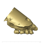 TM1517a Paranthropus robustus left maxilla medial