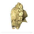TM1517a Paranthropus robustus left maxilla occlusal
