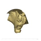 TM1517a Paranthropus robustus left maxilla posterior