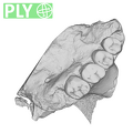 TM1517a Paranthropus robustus left maxilla ply