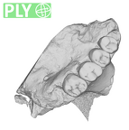 TM1517a Paranthropus robustus left maxilla ply