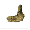 TM1517a Paranthropus robustus left temporal anterior