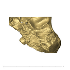 TM1517a Paranthropus robustus left temporal inferior