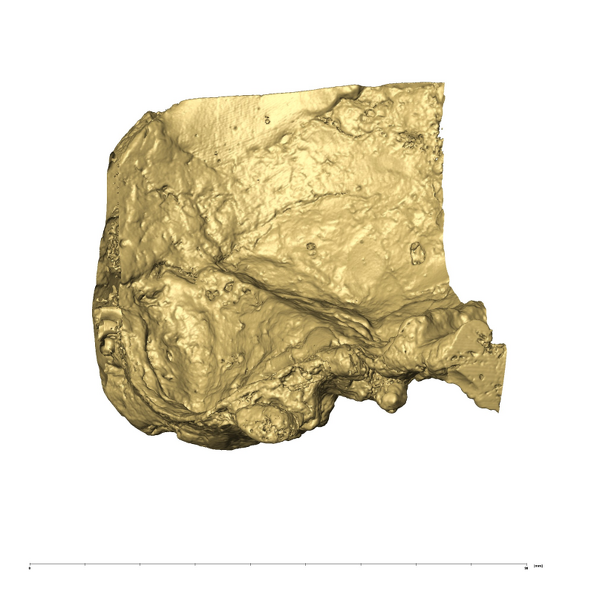 TM1517a Paranthropus robustus left temporal medial