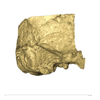 TM1517a Paranthropus robustus left temporal medial