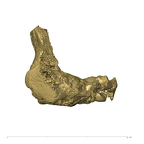 TM1517a Paranthropus robustus left temporal posterior