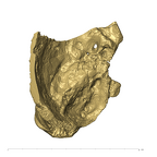 TM1517a Paranthropus robustus left temporal superior