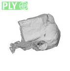 TM1517a Paranthropus robustus temporal ply