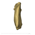 TM1517b Paranthropus robustus mandible basal