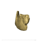 TM1517b Paranthropus robustus partial mandible anterior