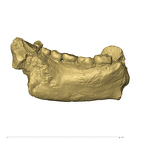 TM1517b Paranthropus robustus partial mandible inner