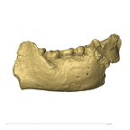 TM1517b Paranthropus robustus partial mandible lateral