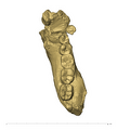 TM1517b Paranthropus robustus partial mandible occlusal
