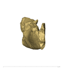 TM1517b Paranthropus robustus partial mandible posterior