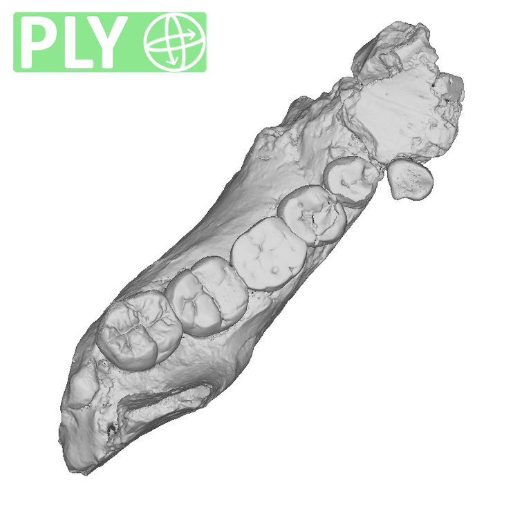 TM1517b Paranthropus robustus partial mandible ply