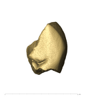 TM1517c Paranthropus robustus URM1 distolingual fragment