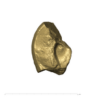 TM1517c Paranthropus robustus URM1 distolingual fragment apical